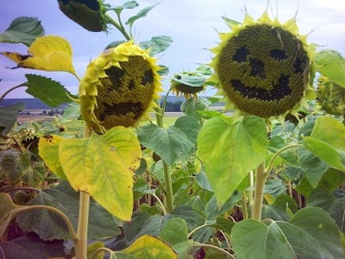 sad-happy-sunflowers-PV-e1403625055491